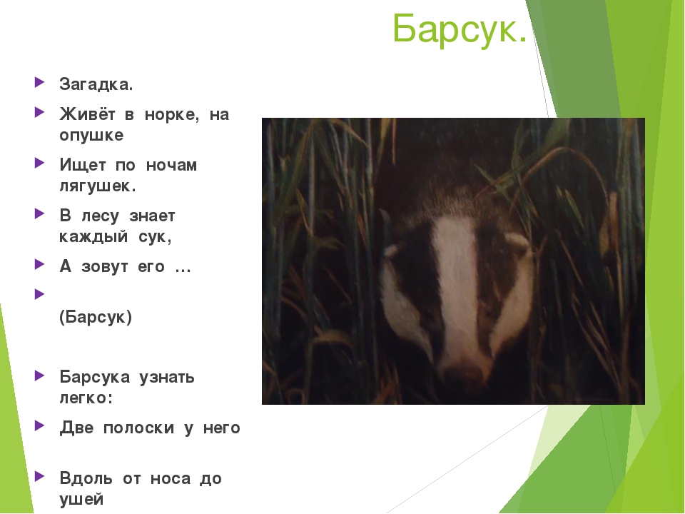 Презентация на тему "Животные наших лесов"