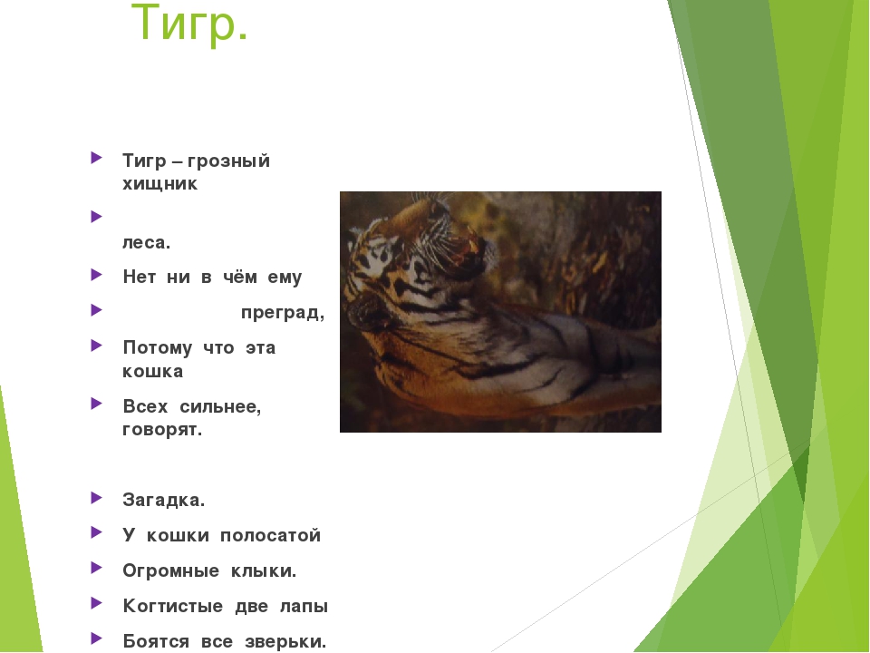 Презентация на тему "Животные наших лесов"