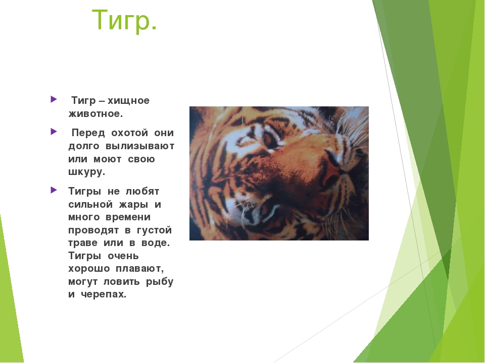 Презентация на тему "Животные наших лесов"