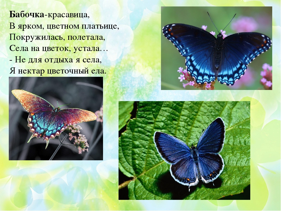 Презентация по ФЦКМ Насекомые