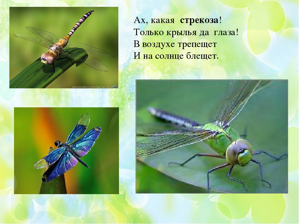 Презентация по ФЦКМ Насекомые
