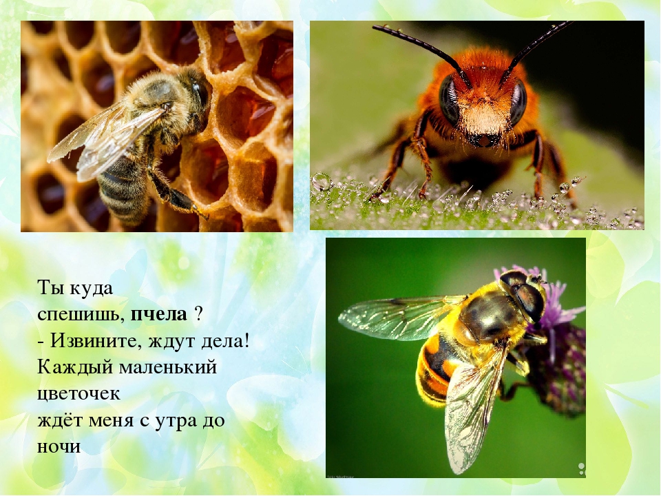 Презентация по ФЦКМ Насекомые