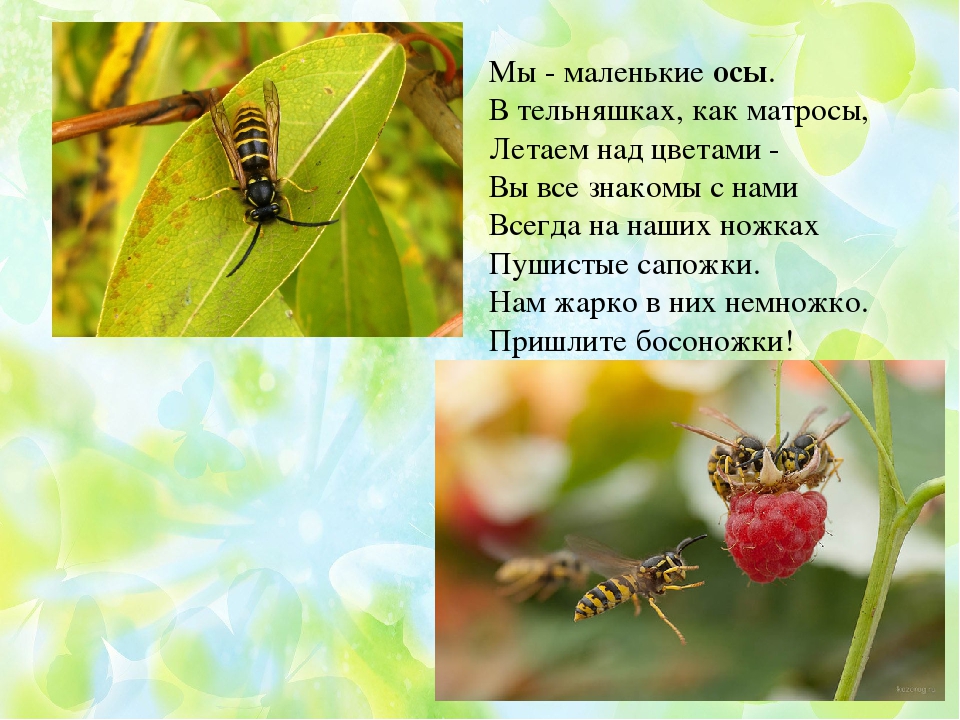 Презентация по ФЦКМ Насекомые