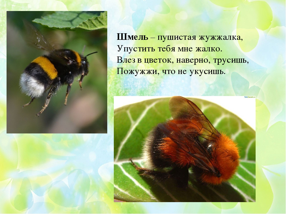 Презентация по ФЦКМ Насекомые