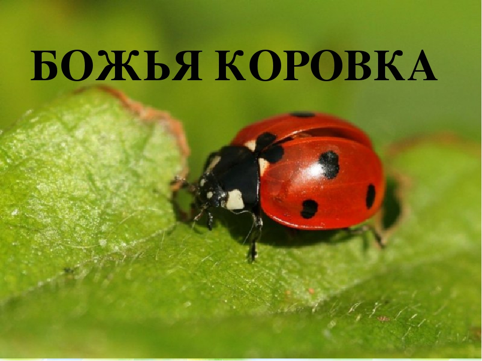 Презентация по ФЦКМ Насекомые