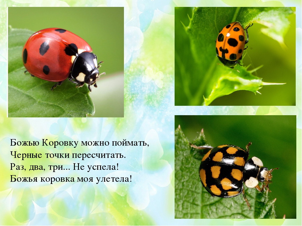 Презентация по ФЦКМ Насекомые
