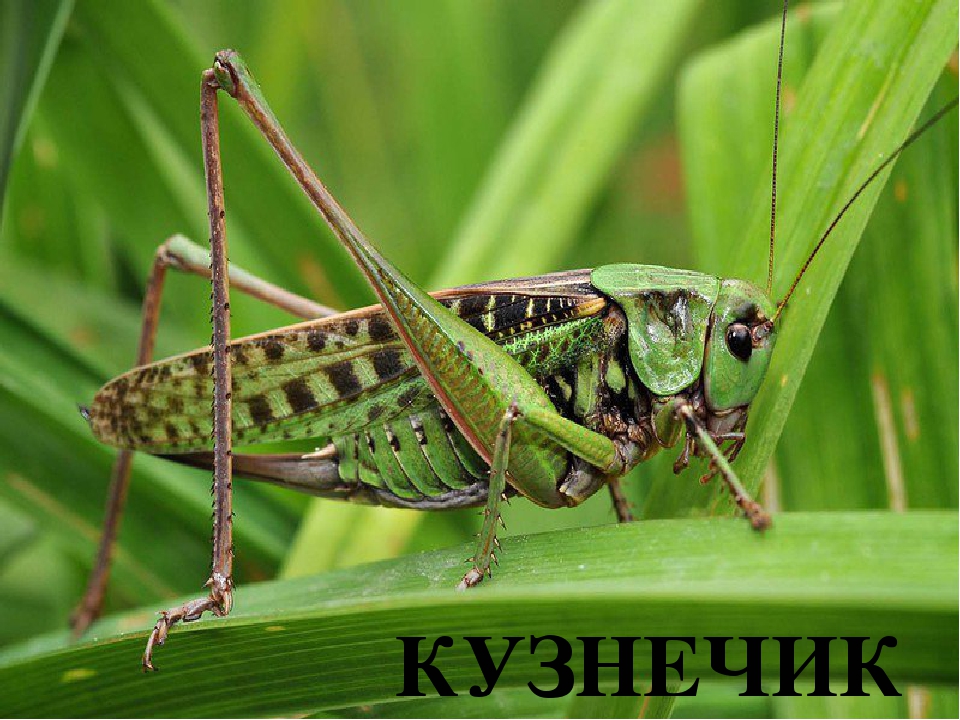 Презентация по ФЦКМ Насекомые