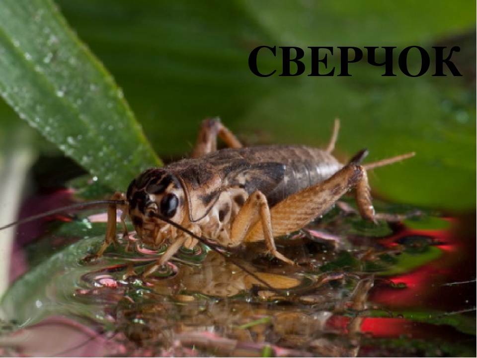 Презентация по ФЦКМ Насекомые