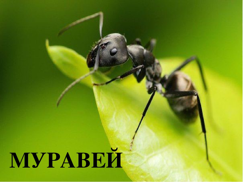 Презентация по ФЦКМ Насекомые