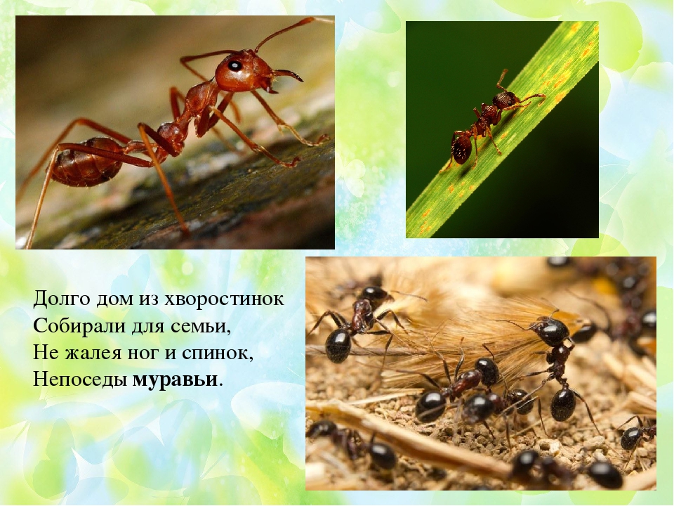 Презентация по ФЦКМ Насекомые