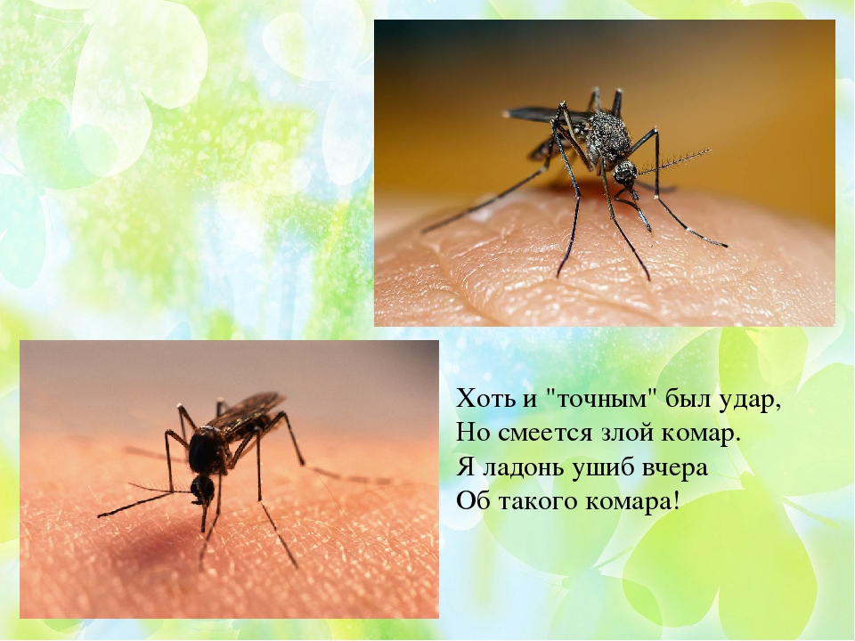 Презентация по ФЦКМ Насекомые