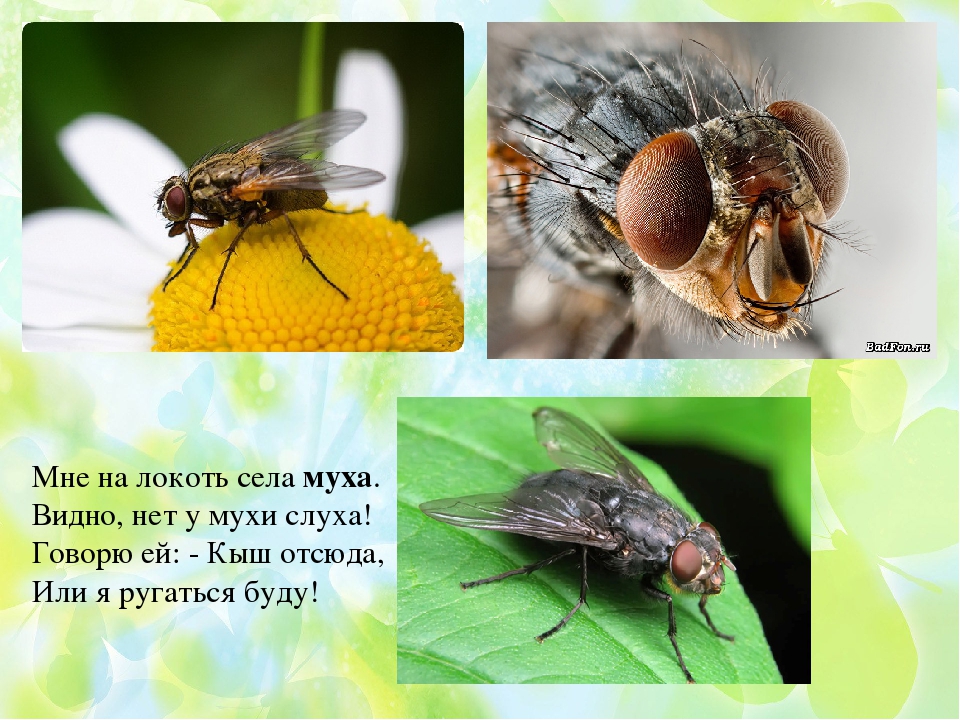 Презентация по ФЦКМ Насекомые