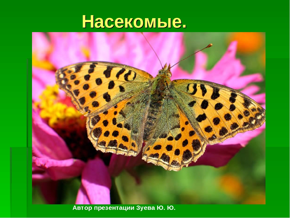 Презентация на тему :"Мир насекомых!"