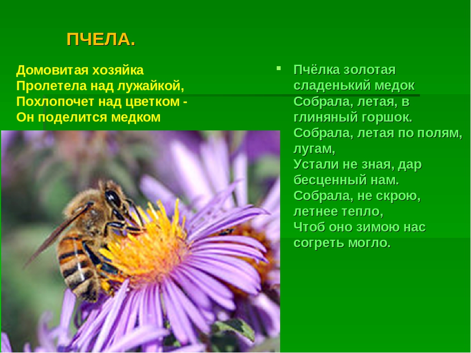 Презентация на тему :"Мир насекомых!"