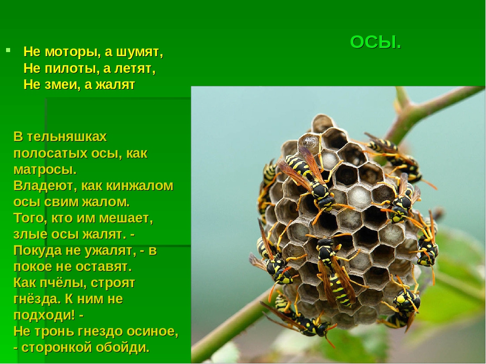 Презентация на тему :"Мир насекомых!"
