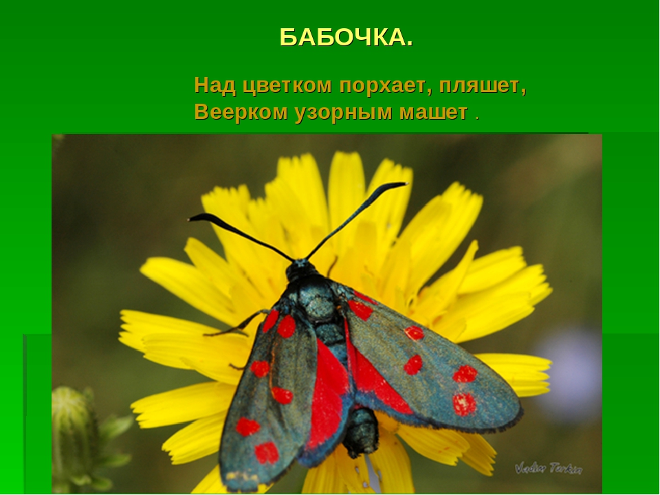 Презентация на тему :"Мир насекомых!"