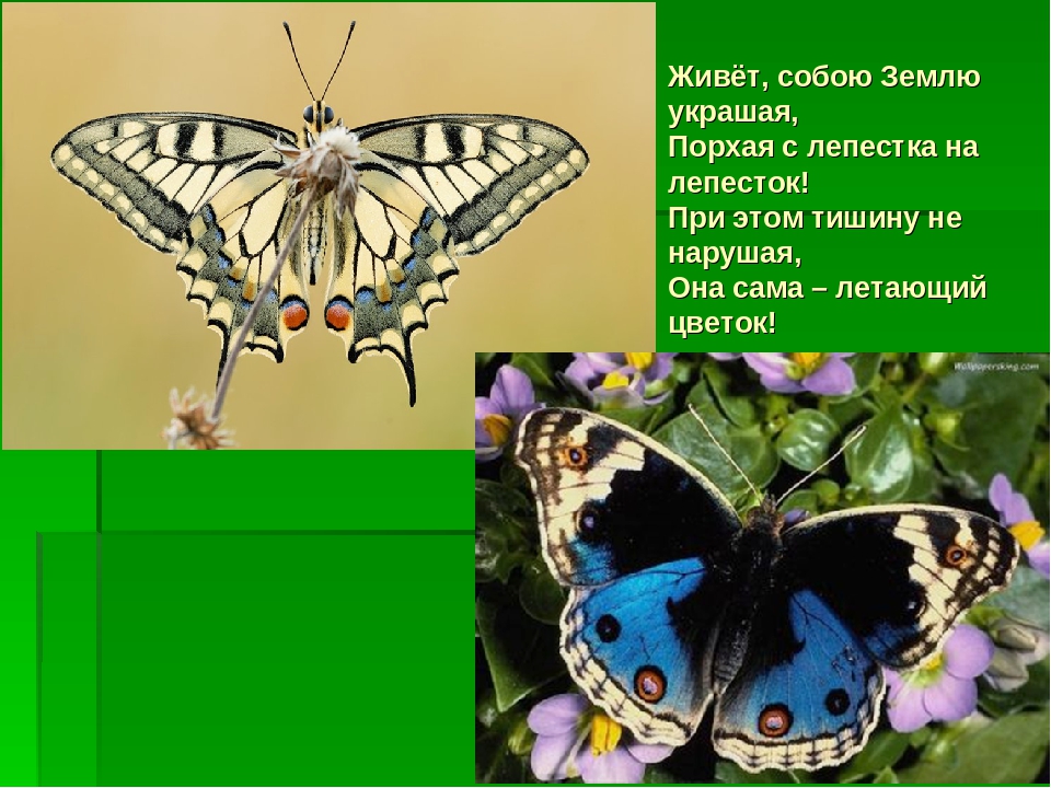Презентация на тему :"Мир насекомых!"