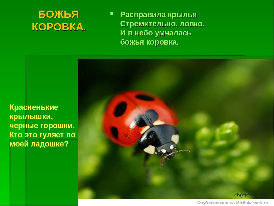 Презентация на тему :"Мир насекомых!"