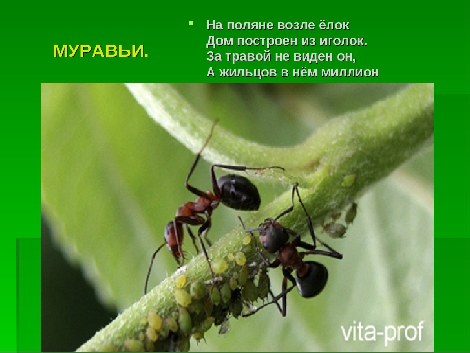 Презентация на тему :"Мир насекомых!"