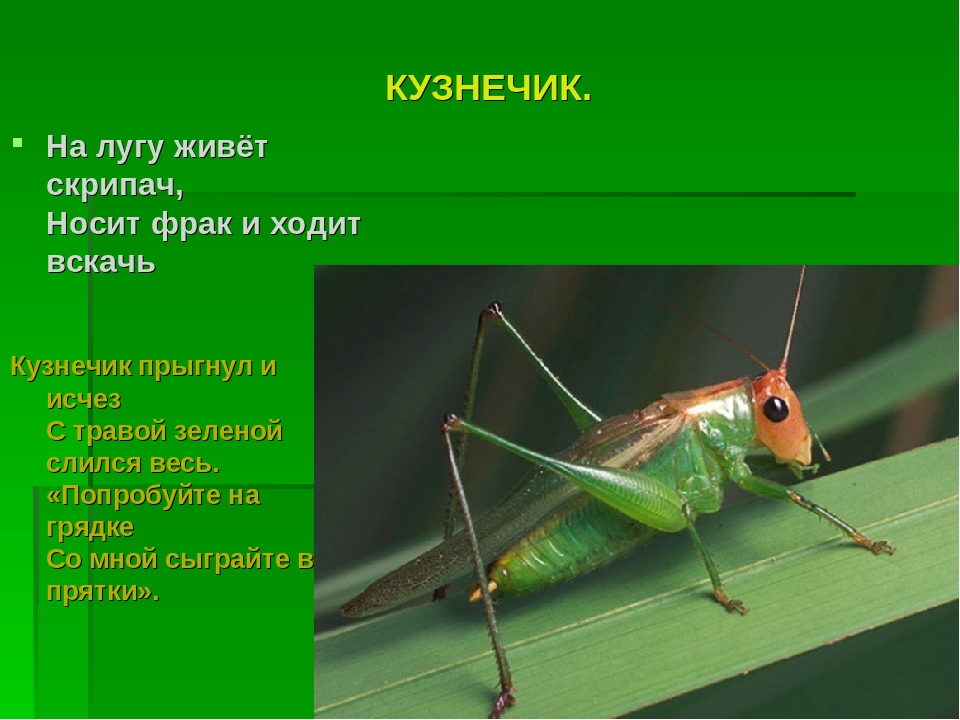 Презентация на тему :"Мир насекомых!"