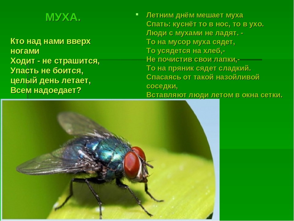 Презентация на тему :"Мир насекомых!"