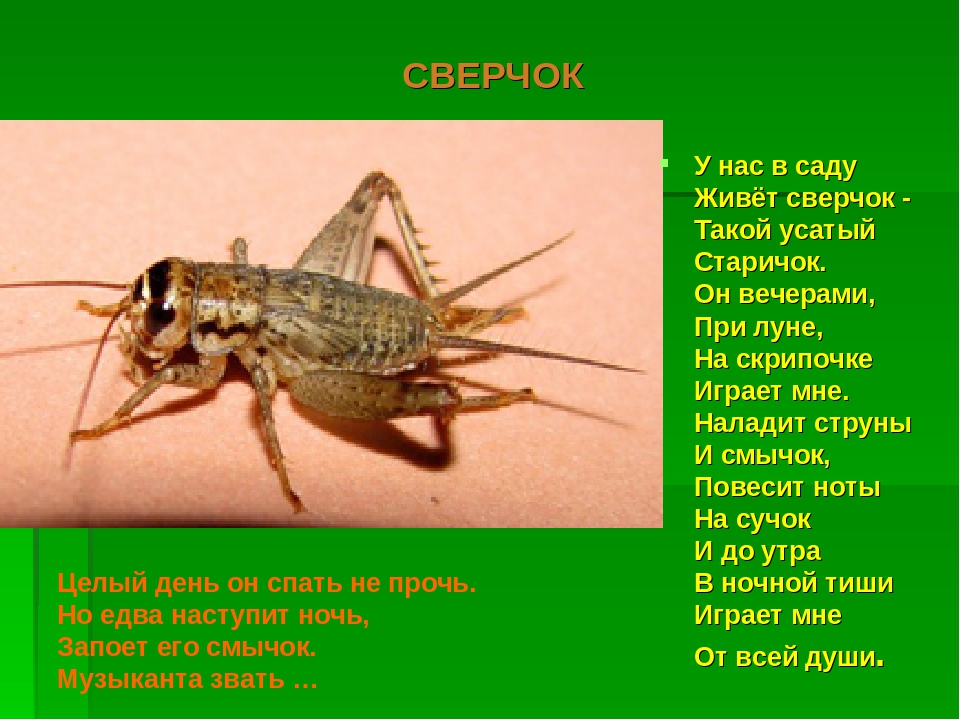 Презентация на тему :"Мир насекомых!"