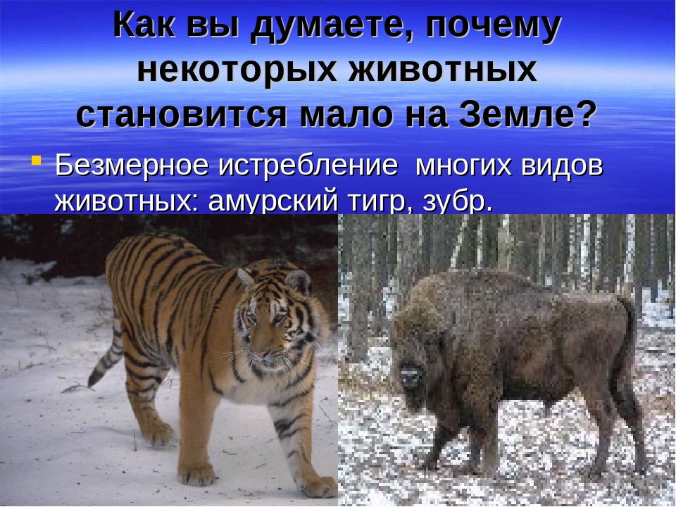 Презентация "Животные Красной Книги"