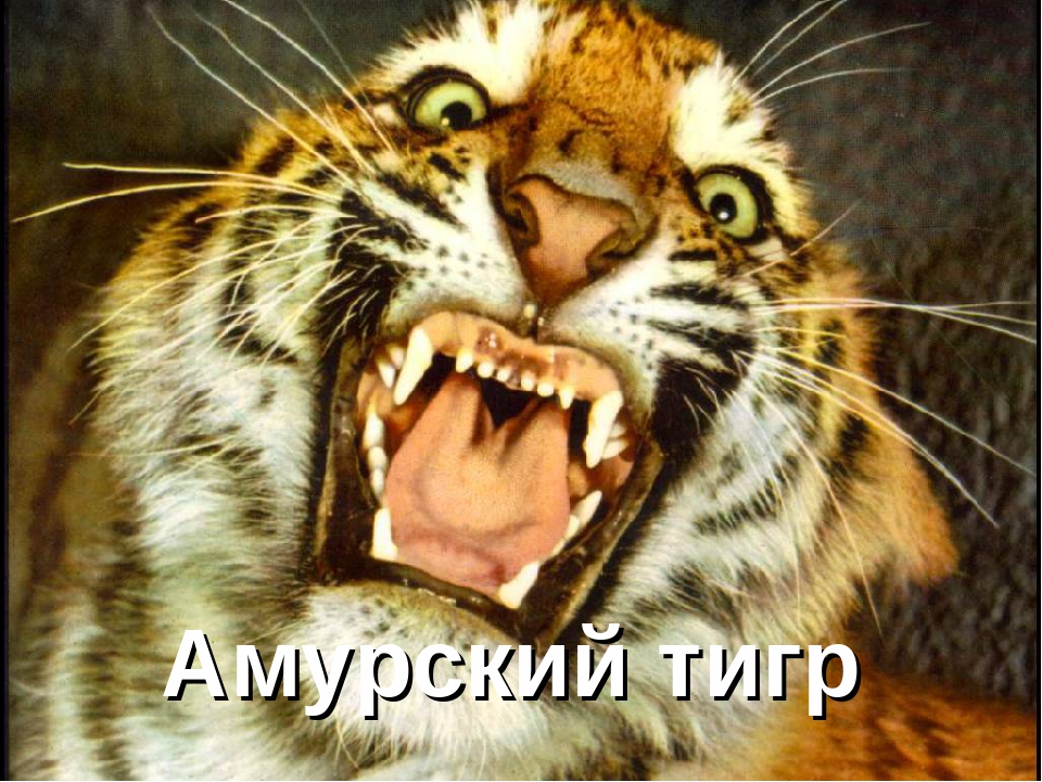 Презентация "Животные Красной Книги"