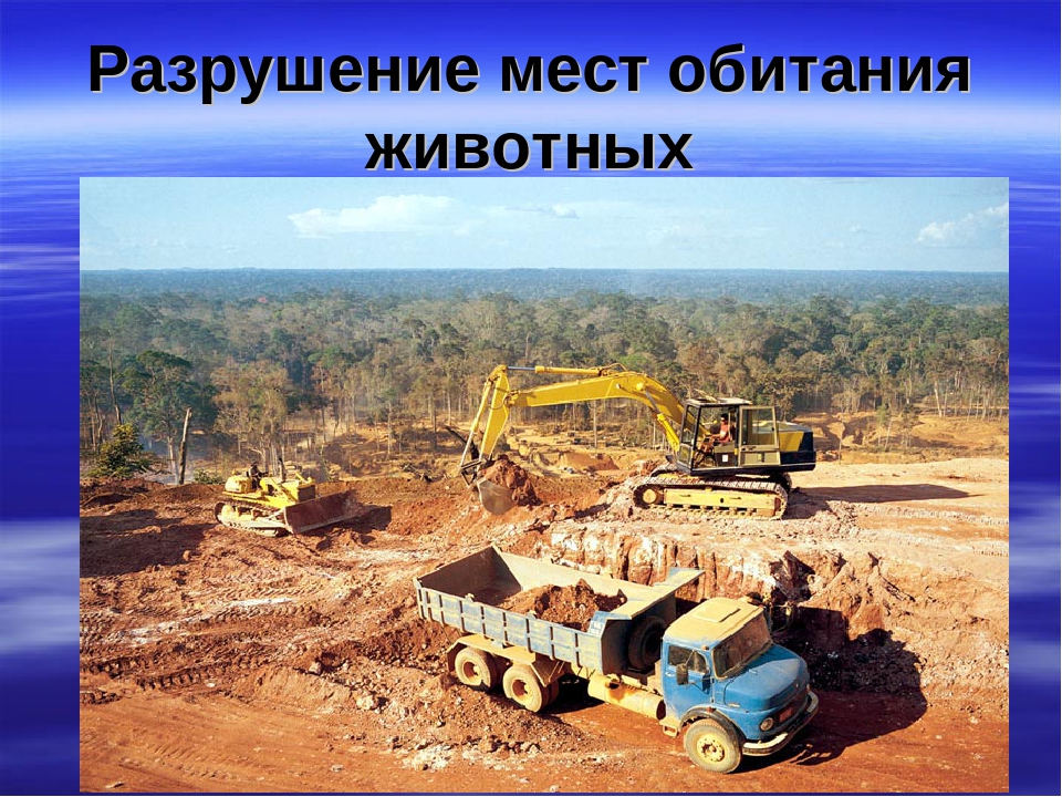 Презентация "Животные Красной Книги"