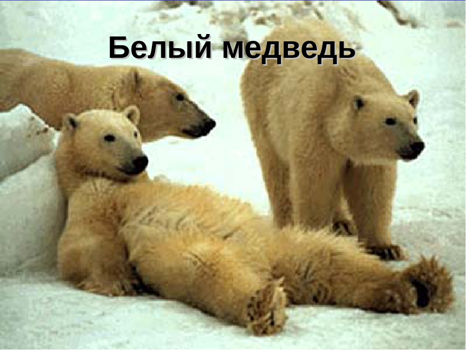 Презентация "Животные Красной Книги"