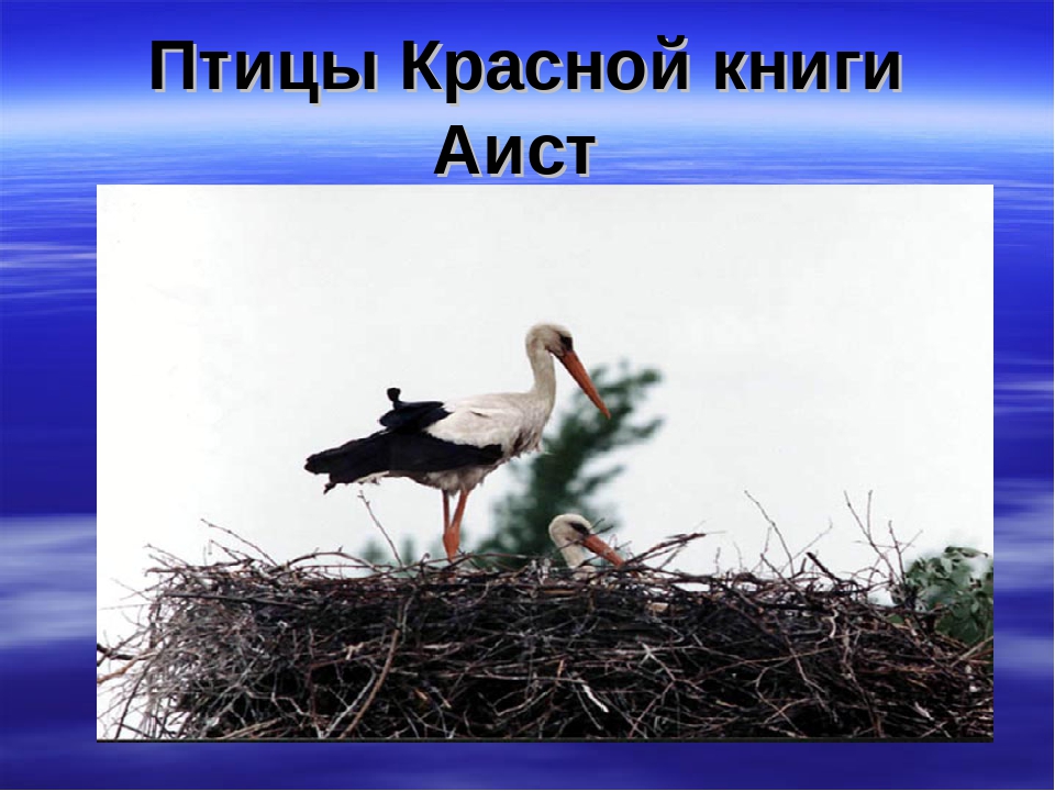 Презентация "Животные Красной Книги"