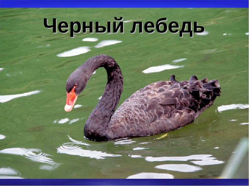 Презентация "Животные Красной Книги"