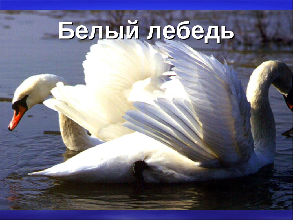 Презентация "Животные Красной Книги"