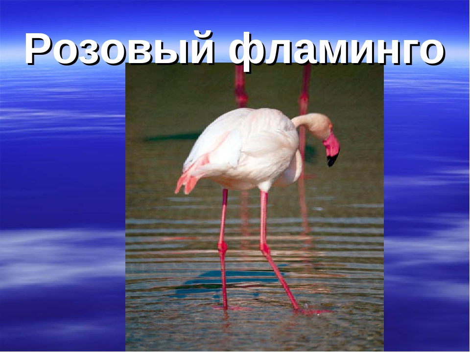 Презентация "Животные Красной Книги"