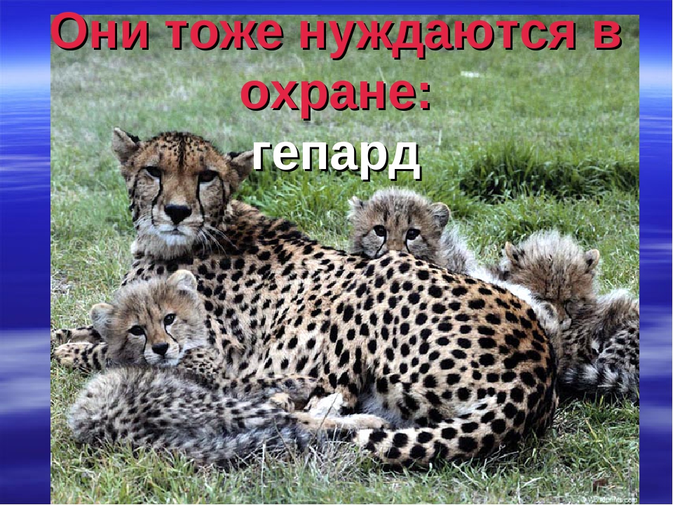 Презентация "Животные Красной Книги"