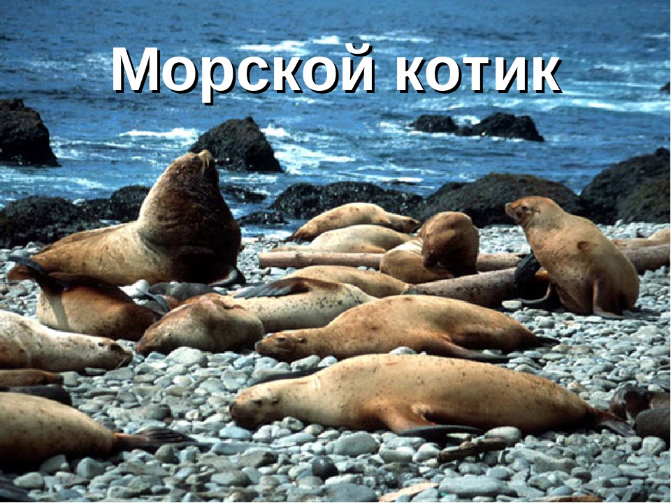 Презентация "Животные Красной Книги"