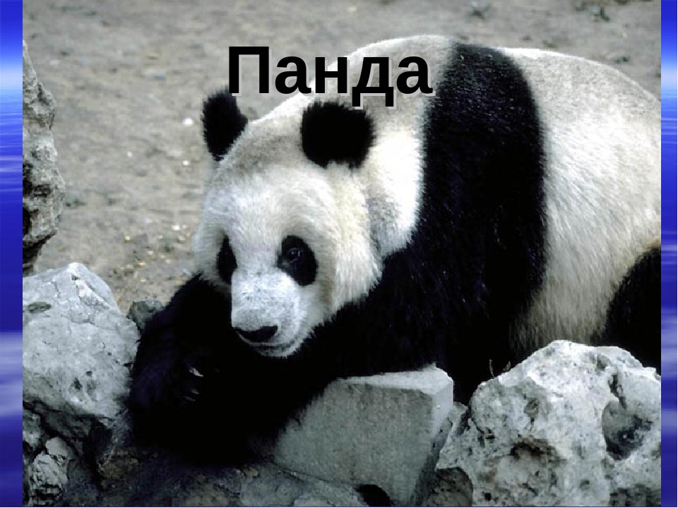 Презентация "Животные Красной Книги"