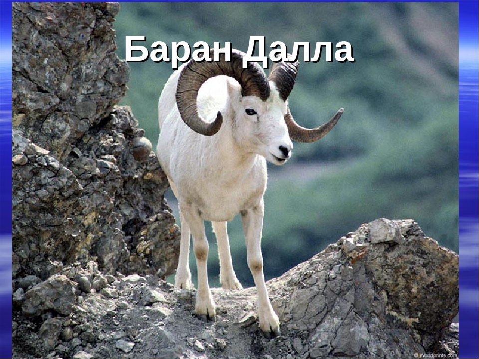 Презентация "Животные Красной Книги"