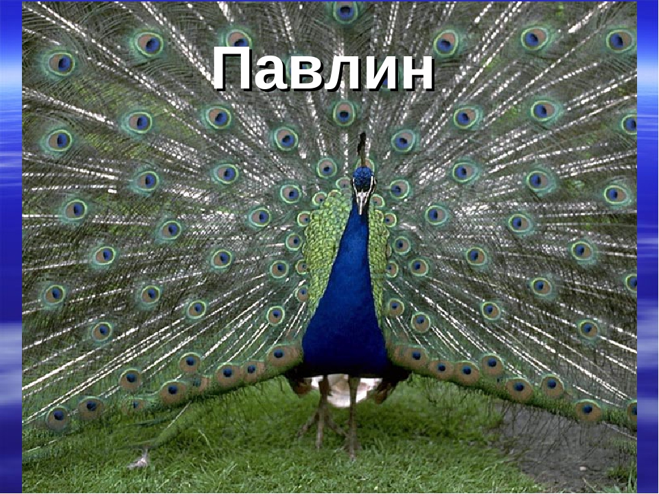 Презентация "Животные Красной Книги"