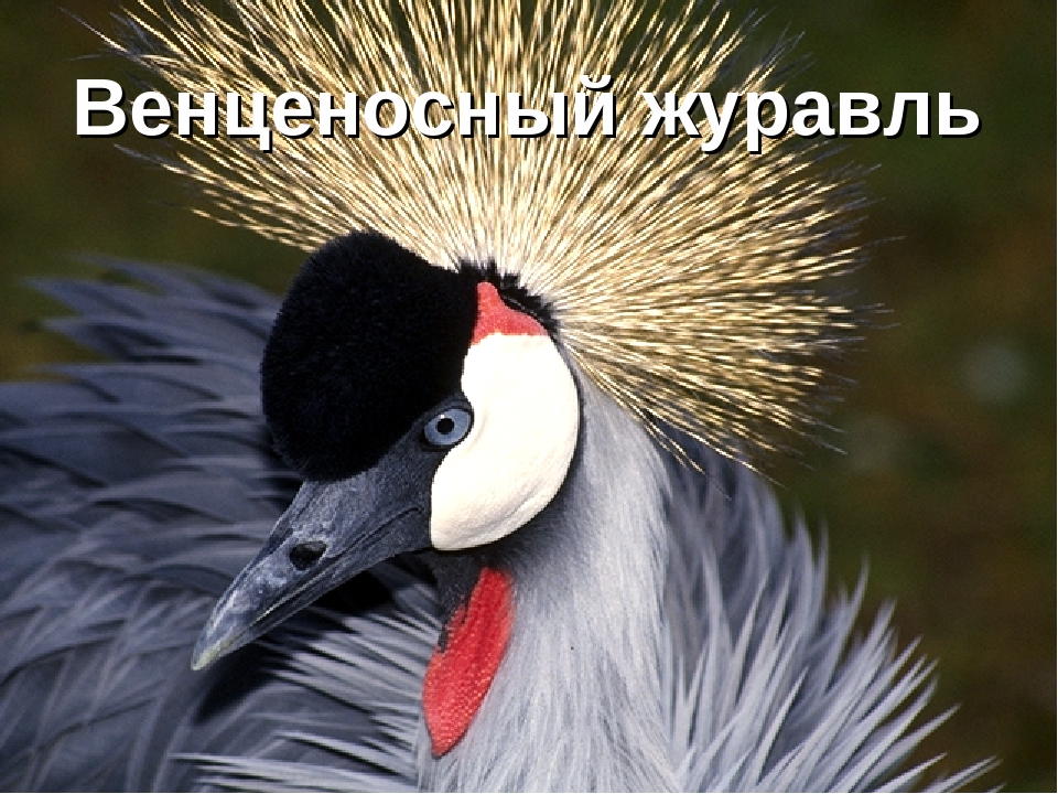 Презентация "Животные Красной Книги"