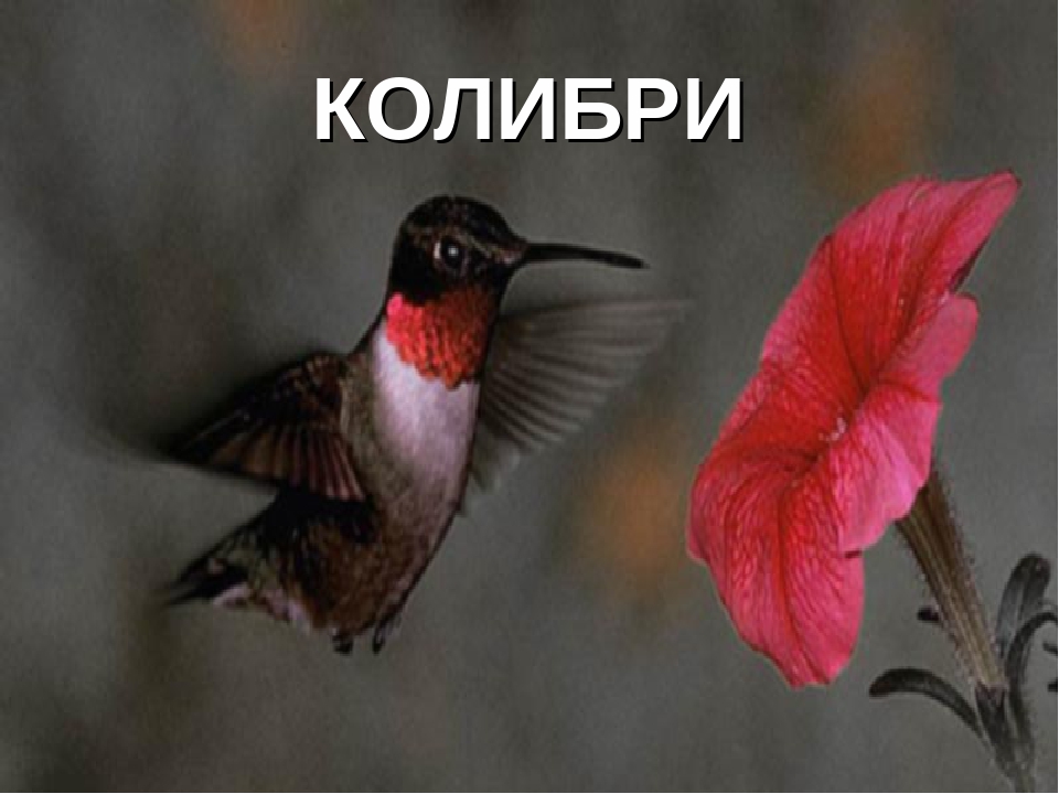 Презентация "Животные Красной Книги"