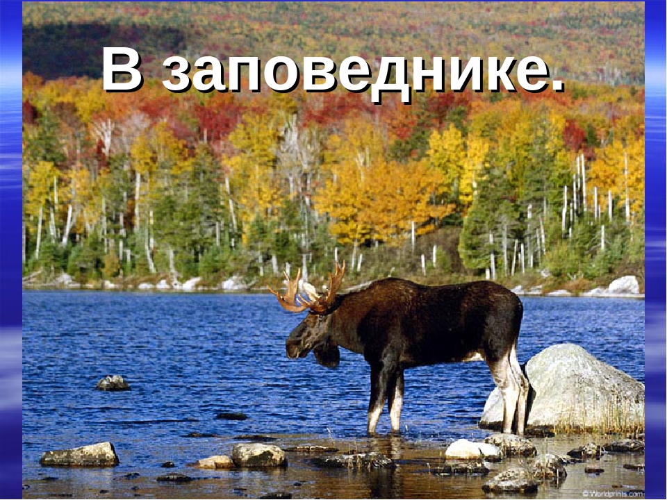 Презентация "Животные Красной Книги"