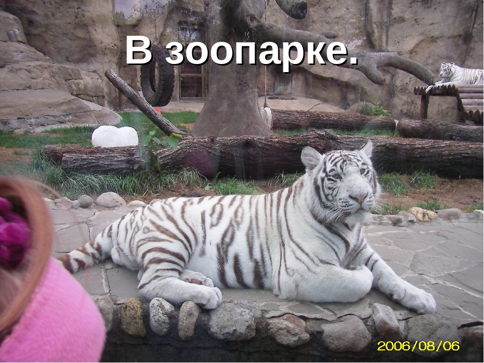 Презентация "Животные Красной Книги"
