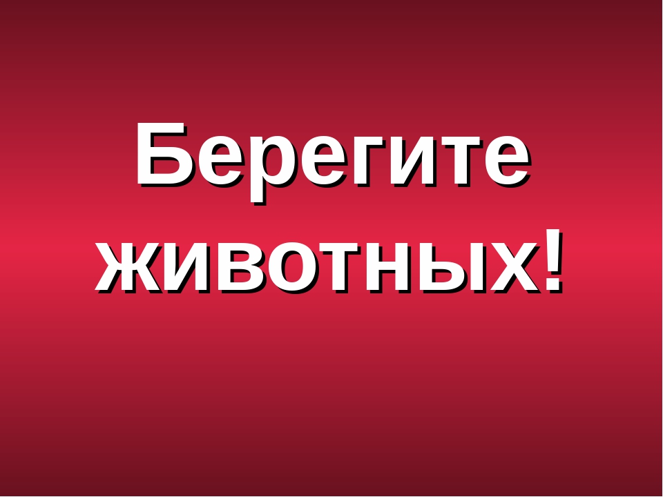 Презентация "Животные Красной Книги"