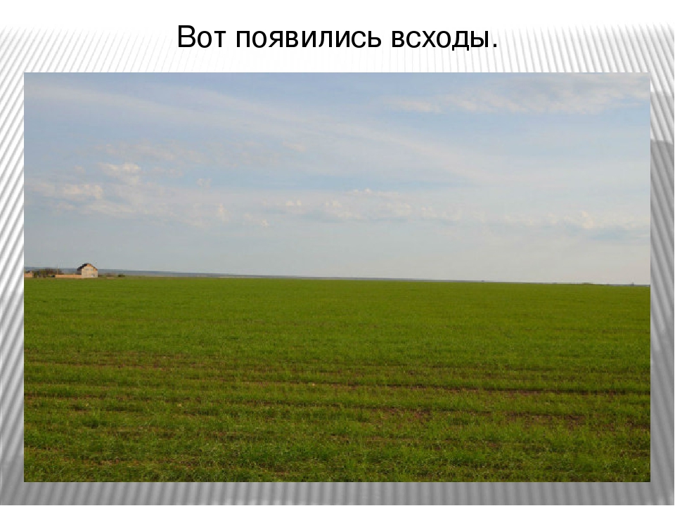 Презентация " Хлеб - наше богатство"
