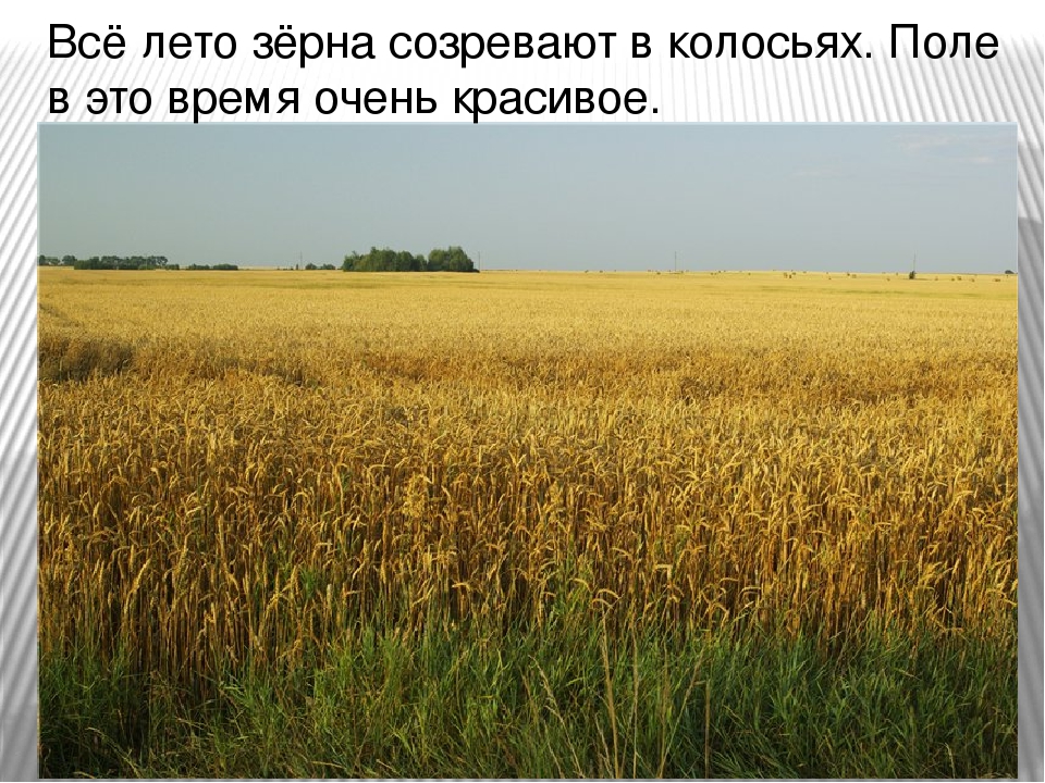 Презентация " Хлеб - наше богатство"