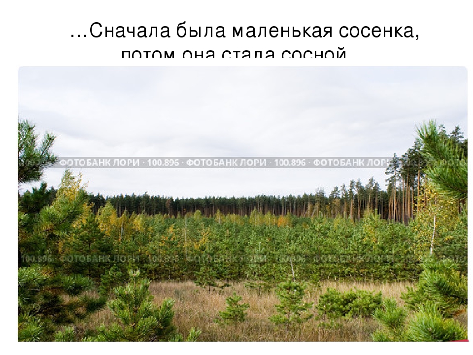 Презентация "Откуда книга пришла"