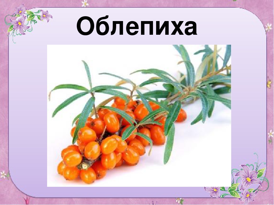 Презентация для старшей группы "Ягоды"