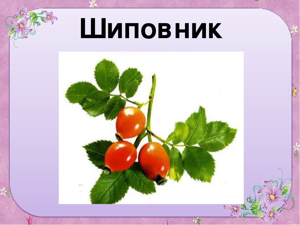 Презентация для старшей группы "Ягоды"