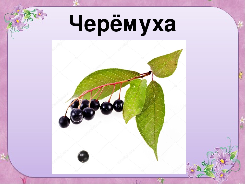 Презентация для старшей группы "Ягоды"